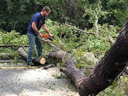 Best Tree Disease Treatment  in Manorhaven, NY