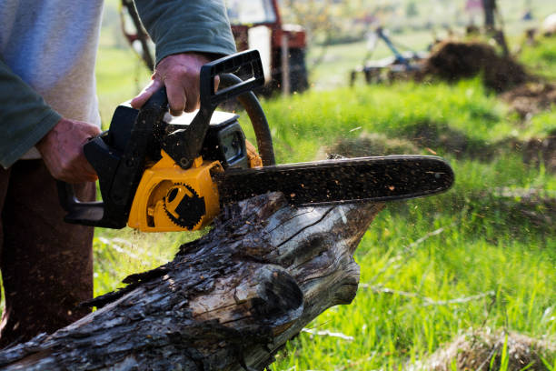 Best Storm Damage Tree Cleanup  in Manorhaven, NY